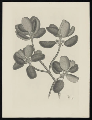 Parkinson, Sydney, 1745-1771: [Untitled][Coprosma repens (Rubiaceae) - Plate 472]