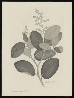 Parkinson, Sydney, 1745-1771: Griselinia lucida. Forst. f. [Griselinia lucida (Cornaceae) - Plate 468]