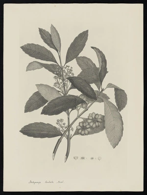 Parkinson, Sydney, 1745-1771: Hedycarya dentata. Forst. [Hedycara arborea (Monimiaceae) - Plate 467]