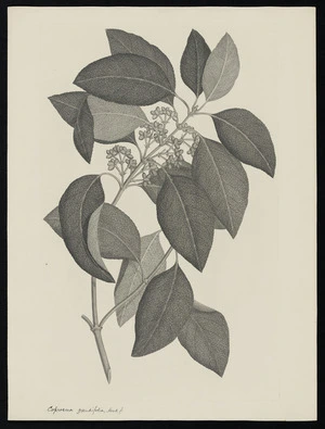 Parkinson, Sydney, 1745-1771: Coprosma grandifolia. Hook. f. [Coprosma australis (Rubiaceae) - Plate 469]
