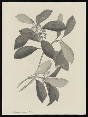 Parkinson, Sydney, 1745-1771: Coprosma lucida, Forst. [Coprosma robusta (Rubiaceae) - Plate 470]