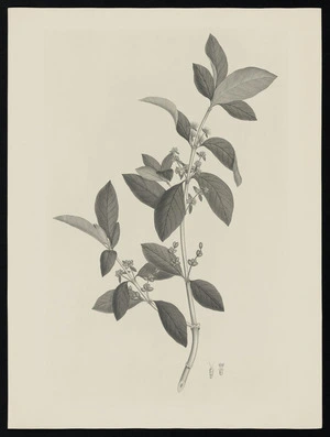 Parkinson, Sydney, 1745-1771: [Untitled][Coprosma lucida (Rubiaceae) - Plate 471]