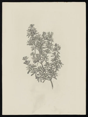 Parkinson, Sydney, 1745-1771: [Untitled][Coprosma propinqua (Rubiaceae) - Plate 473]