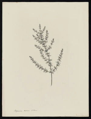 Parkinson, Sydney, 1745-1771: Coprosma acerosa, A. Cunn. [Coprosma acerosa (Rubiaceae) - Plate 474]