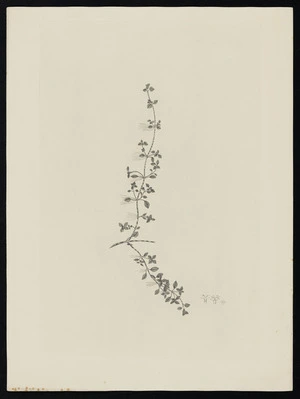 Parkinson, Sydney, 1745-1771: [Untitled][Nertera granadensis (Rubiaceae) - Plate 475]