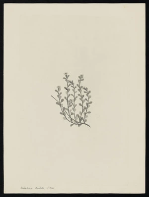Parkinson, Sydney, 1745-1771: Vittadinia australis. A. Rich. [Vittadinia australis (Compositae) - Plate 481]