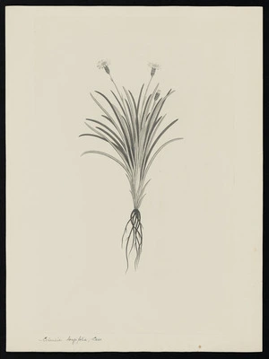 Parkinson, Sydney, 1745-1771: Celmisia longifolia, Cass. [Celmisia gracilenta (Compositae) - Plate 480]