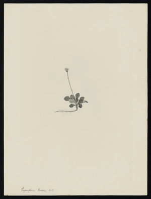 Parkinson, Sydney, 1745-1771: Lagenophora Forsteri, D.C. [Lagenifera pumila (Compositae) - Plate 483]