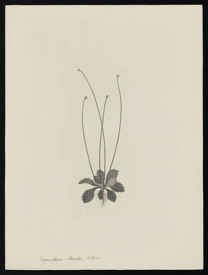 Parkinson, Sydney, 1745-1771: Lagenophora lanata, A. Cunn. [Lagenifera lanata (Compositae) - Plate 482]