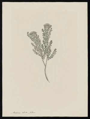 Parkinson, Sydney, 1745-1771: Cassinea retorta A. Cunn. [Cassinia leptophylla (Compositae) - Plate 484]