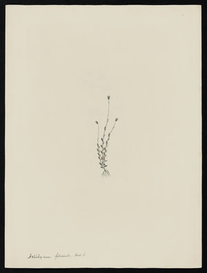 Parkinson, Sydney, 1745-1771: Helichrysum filicaule. Hook. f. [Helichrysum filicaule (Compositae) - Plate 486]