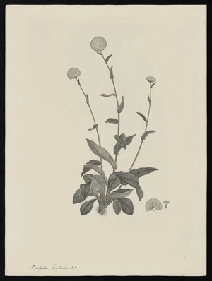 Parkinson, Sydney, 1745-1771: Craspedia fumbriata. D.C. [Craspedia uniflora (Compositae) - Plate 485]