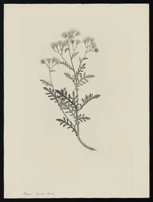 Parkinson, Sydney, 1745-1771: Senecio lautus Forst. [Senecio lautus subsp. lautus (Compositae) - Plate 489]