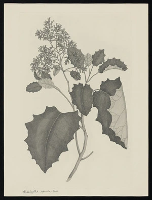 Parkinson, Sydney, 1745-1771: Brachyglotis repanda, Forst. [Brachyglottis repanda (Compositae) - Plate 487]