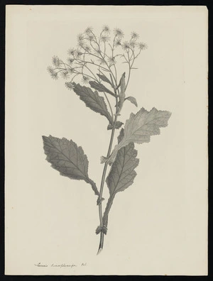 Parkinson, Sydney, 1745-1771: Senecio dimorphocarpos. Col. [Senecio rufiglandulosus var. solandri (Compositae) - Plate 488]