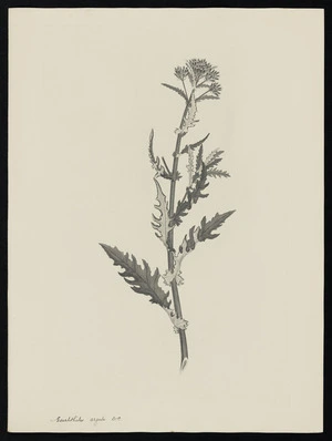 Parkinson, Sydney, 1745-1771: Erechthites arguta. D.C. [Senecio glomeratus (Compositae) - Plate 491]