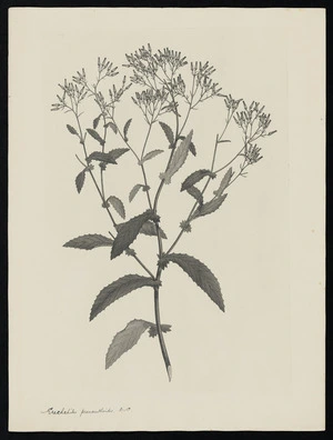 Parkinson, Sydney, 1745-1771: Erechshites prenanthoides. D.C. [Senecio minimus var. minimus (Compositae) - Plate 493]