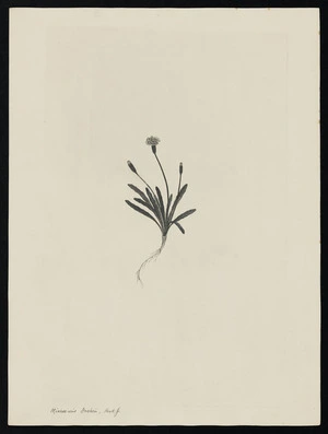 Parkinson, Sydney, 1745-1771: Micros-eris Fosteri. Hook. f. [Microseris scapigera (Compositae) - Plate 494]