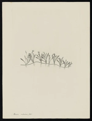 Parkinson, Sydney, 1745-1771: Selliera radicans. Cav. [Selliera radicans (Goodeniaceae) - Plate 496]