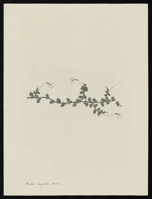 Parkinson, Sydney, 1745-1771: Pratia angulata. Hook. f. [Lobelia angulata (Campanulaceae) - Plate 498]