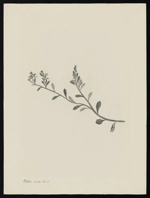 Parkinson, Sydney, 1745-1771: Lobelia anceps. Thunl. [Lobelia alata (Campanulaceae) - Plate 497]