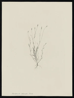 Parkinson, Sydney, 1745-1771: Campanula, polyriosyka, teneda [Wahlenbergia marginata (Campanulaceae) - Plate 499]