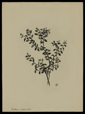Parkinson, Sydney, 1745-1771: Gaultheria antipoda. Dorst. [Gaultheria antipoda (Ericaceae) - Plate 500]