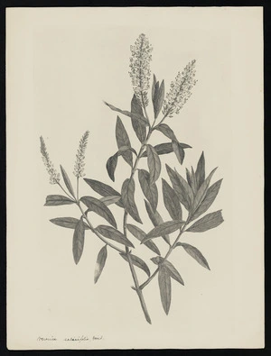Parkinson, Sydney, 1745-1771: Veronica salicifolia, Forst. [Hebe salicifolia (Scrophulariaceae) - Plate 520]