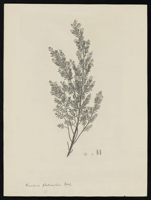 Parkinson, Sydney, 1745-1771: Pomaderris phylicaefolia, Lodd. [Pomaderris phylicifolia (Rhamnaceae) - Plate 546]