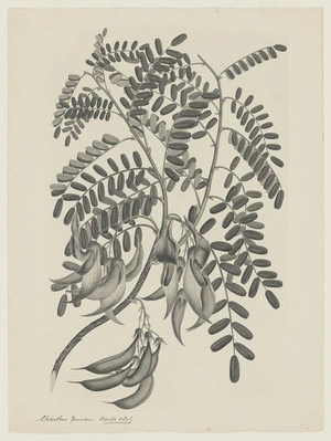 Parkinson, Sydney, 1745-1771: Clianthus Puniceus. Banks & Sol [Clianthus puniceus (Leguminosae) - Plate 432]