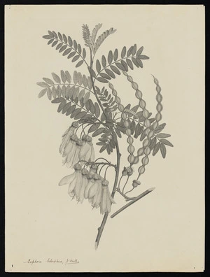 Parkinson, Sydney, 1745-1771: Sophora tetraptera, J. Mill. [Sophora tetraptera (Leguminosae) - Plate 430]
