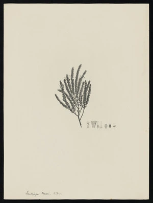 Parkinson, Sydney, 1745-1771: Leucopogon Fraseri, A. Cunn. [Styphelia nesophila (Epacridaceae) - Plate 504]