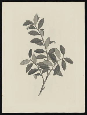 Parkinson, Sydney, 1745-1771: [Untitled][Myrsine australis (Myrsinaceae) - Plate 506]