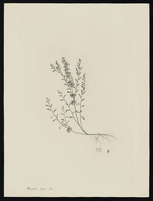 Parkinson, Sydney, 1745-1771: Samolus repens, Pers [Samolous repens (Primulaceae) - Plate 505]