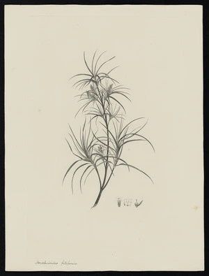 Parkinson, Sydney, 1745-1771: Houstonirides filifornica [Dracophyllum sinclairii (Epacridaceae) - Plate 501]