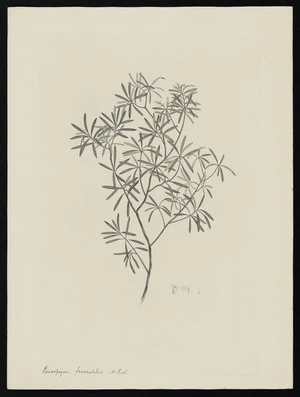 Parkinson, Sydney, 1745-1771: Leucopogon fasciculatus. A. Rich. [Styphelia fasciculata (Epacridaceae) - Plate 503]