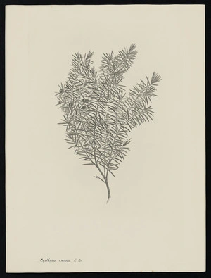 Parkinson, Sydney, 1745-1771: Cyathodes acerosa. R. Br. [Styphelia juniperina (Epacridaceae) - Plate 502]