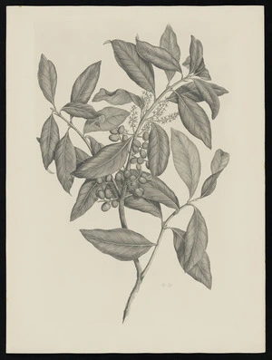 Parkinson, Sydney, 1745-1771: [Untitled][Nestegis apetala (Oleaceae) - Plate 507]