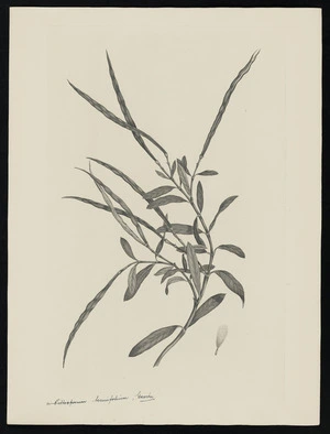 Parkinson, Sydney, 1745-1771: [11. Pittosporum tenuifolium, Gaertn.][Parsonsia heterophylla (Apocynaceae) - Plate 509]