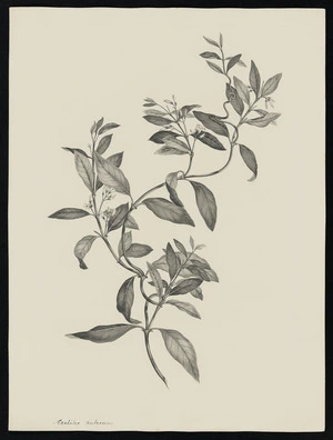 Parkinson, Sydney, 1745-1771: Eschites pubescem [Parsonsia heterophylla (Apocynaceae) - Plate 508]