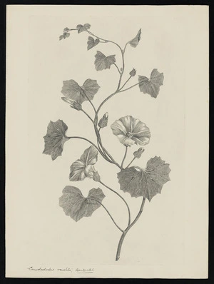 Parkinson, Sydney, 1745-1771: Convolvolvolus versatilis, Banks & Sol [Calystegia turguriorum (Convolvulaceae) - Plate 512]