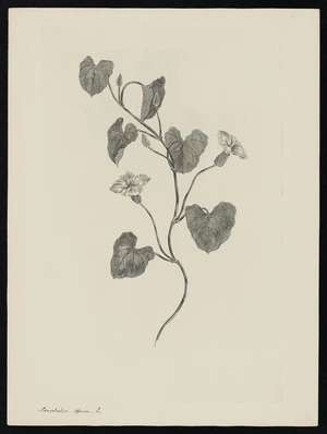 Parkinson, Sydney, 1745-1771: Convolvolus sepium, L. [Calystegia sepium (Convolvulaceae) - Plate 513]