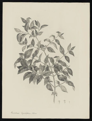Parkinson, Sydney, 1745-1771: Geniostoma ligustrifolium, A. Cunn. [Geniostoma rupestre var. crassum (Loganiaceae) - Plate 510]