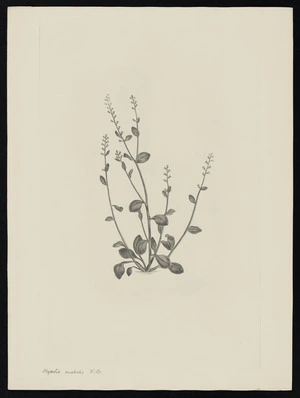 Parkinson, Sydney, 1745-1771: Mysotis australis. R. Br. [Myosotis forsteri (Boraginaceae) - Plate 511]