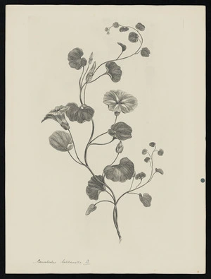 Parkinson, Sydney, 1745-1771: Convolvolus soldanella, L. [Calystegia soldanella (Convolvulaceae) - Plate 515]