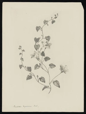 Parkinson, Sydney, 1745-1771: Convolvulus tuguriorum. Forst. [Calystegia tuguriorum (Convolvulaceae) - Plate 514]