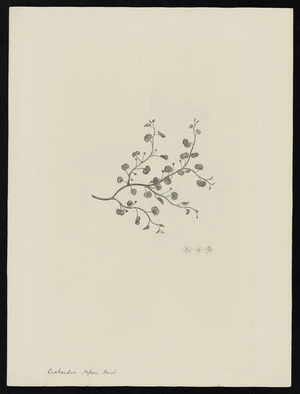 Parkinson, Sydney, 1745-1771: Dichondra repens, Forst. [Dichondra repens (Convolvulaceae) - Plate 516]