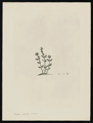 Parkinson, Sydney, 1745-1771: Gratiola sexdentata, A. Cunn. [Gratiola sexdentata (Scrophulariaceae) - Plate 518]