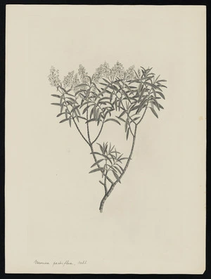 Parkinson, Sydney, 1745-1771: Veronica parviflora, Vahl. [Hebe parviflora (Scrophulariaceae) - Plate 521]