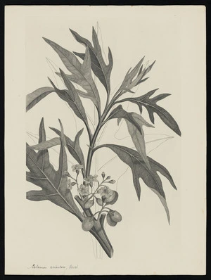 Parkinson, Sydney, 1745-1771: Solanum aviculare, Forst. [Solanum aviculare (Solanaceae) - Plate 517]